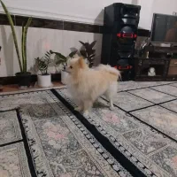 پامر نر فقط جهت جفت گیری