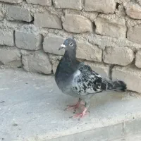 دوتا کبوتر فروشی|پرنده|سراوان, |دیوار