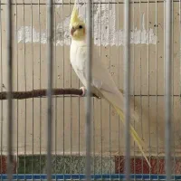 طوطی ماده|پرنده|الوند, |دیوار