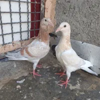 کفتر جوجه کله هما هفرنگ و کفتر گرفتنی