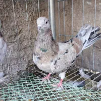 نر هما ماده سرور|پرنده|اصفهان, سروستان|دیوار