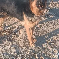 توله سگ ژرمن اصیل|سگ|اصفهان, قهاب جنوبی|دیوار