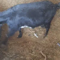 بز ابستن وکهره نر|حیوانات مزرعه|کرمان, |دیوار