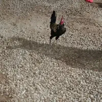 خروس