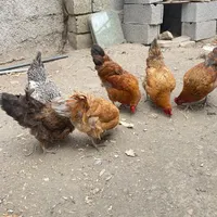 ۶ عدد مرغ تخمگذار سالم و کرچشو