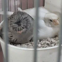 دوجفت قناری عالی وچند عدد نر مست