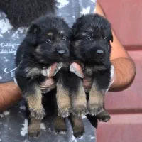 توله ژرمن
