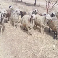 1۸راس میش داشتی|حیوانات مزرعه|شیراز, کرونی(خاتونک)|دیوار