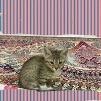 گربه ۲ ماه DSH|گربه|مشهد, کارمندان دوم|دیوار