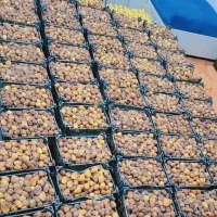 رطب برحی درجه یک