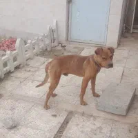 پیتبول نر|سگ|تهران, هرندی|دیوار