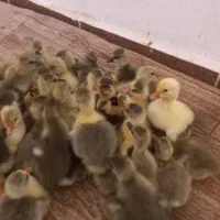 جوجه غاز ۷ روزه