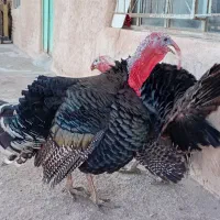 بوقلمون ارگانیک محلی|حیوانات مزرعه|تاکستان, |دیوار