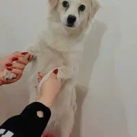 سگ شیتزو میکس