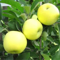 باغ(سیب ثمری)موقعیت عالی(۴۵۰۰ متر)سنددار شهریاسوج