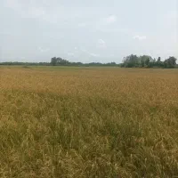 فروش زمین شالیزار برنج سنتی۵ هکتار در لاهیجان|فروش زمین و ملک کلنگی|لاهیجان, لاشیدان|دیوار