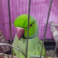 کوتوله وملنگو