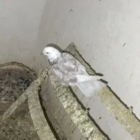 کبوتر|پرنده|رباطکریم, رباطکریم|دیوار