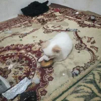 فروش سکه کوچیک