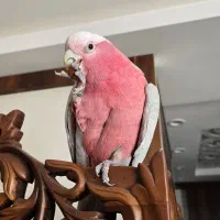 طوطی کاکادو گالارز رام سخنگو|پرنده|اصفهان, شاهزید|دیوار