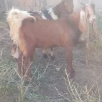 مشتری هستی تماس بگیر|حیوانات مزرعه|رامیان, |دیوار