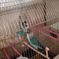 پرنده کوتوله