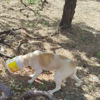 فروش سگ نگهبان