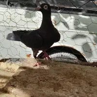 شهری و پلاکی