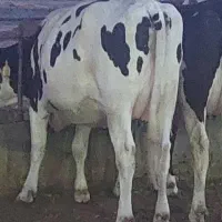تلیسه ابستن شناسنامه دار