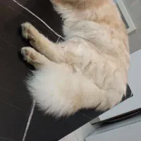 گربه ماده اسکاتیش لانگ هایر|گربه|پردیس, فاز ۸|دیوار