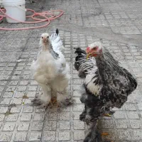 مرغ و خروس برهما خونگی