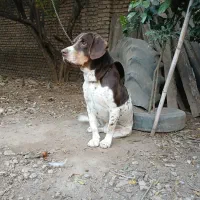 سگ شکاری|سگ|علی‌آباد کتول, |دیوار