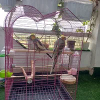 عروس هلندی نر و ماده جفت|پرنده|رشت, کوی مهر|دیوار