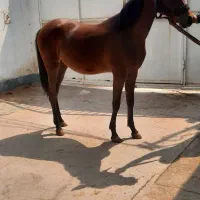 اسب مادیان کورسی