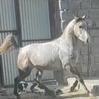 اسب نریان عرب