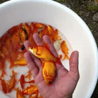 ماهی قرمز|ماهی|قنوات, |دیوار