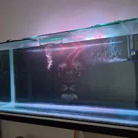 اکواریوم بزرگ درحدنو با لوازم|ماهی|بیرجند, |دیوار