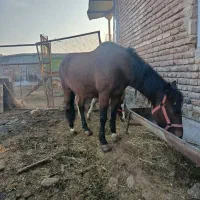 اسب مادیان|اسب و تجهیزات اسب‌سواری|محمدیار, |دیوار