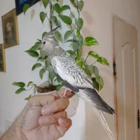 فروش عروس هلندی