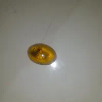 نگین کهربا سنندج