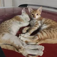 واگذاری رایگان بچه گربه
