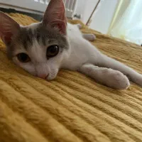 واگذاری گربه رایگان