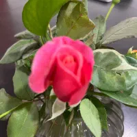 نیروی کار ساده در حوزه طب سنتی