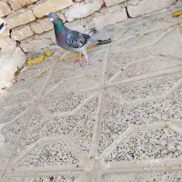 کفتر|پرنده|زاوه, |دیوار