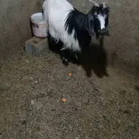 بز وکره|حیوانات مزرعه|یزد, |دیوار