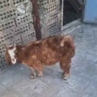 بزغاله ماده ۴ ماهه