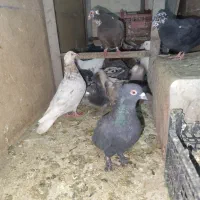 کبوتر نر و ماده با جوجه