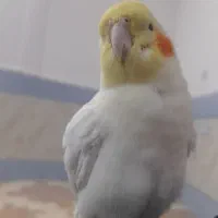 عروس هلندی نر دستی|پرنده|زاهدان, |دیوار