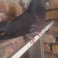 کفتر پرشی یک