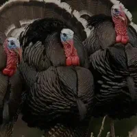 تعدادی بوقلمون و مرغ شاخدار